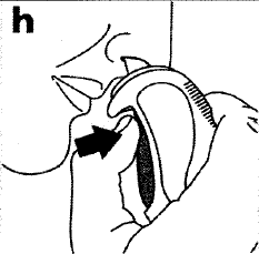 h